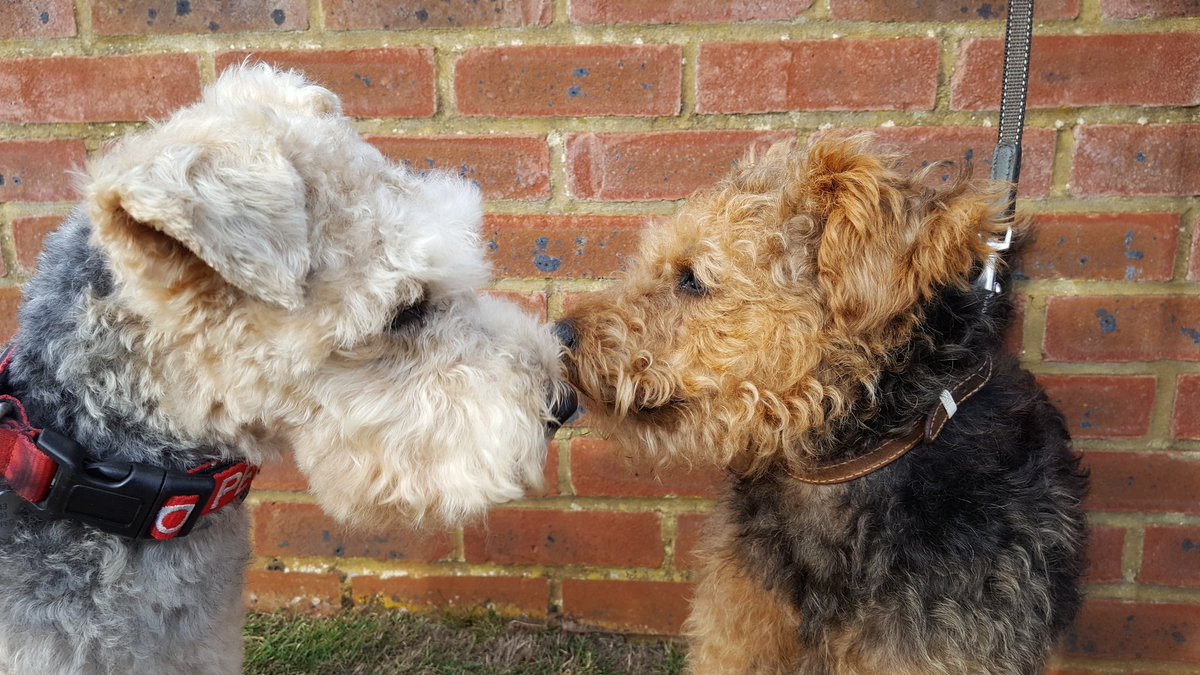 ArchieLakeland's tweet image. Pals! Met another #LakelandTerrier in my road! He's an old boy called Scruff on his holibobs from Leamington. We said hello nicely to each other 😁😊😁
#dogsoftwitter #DogsLife @BestDogPhotos @dogandpuplovers #LakelandTerrier