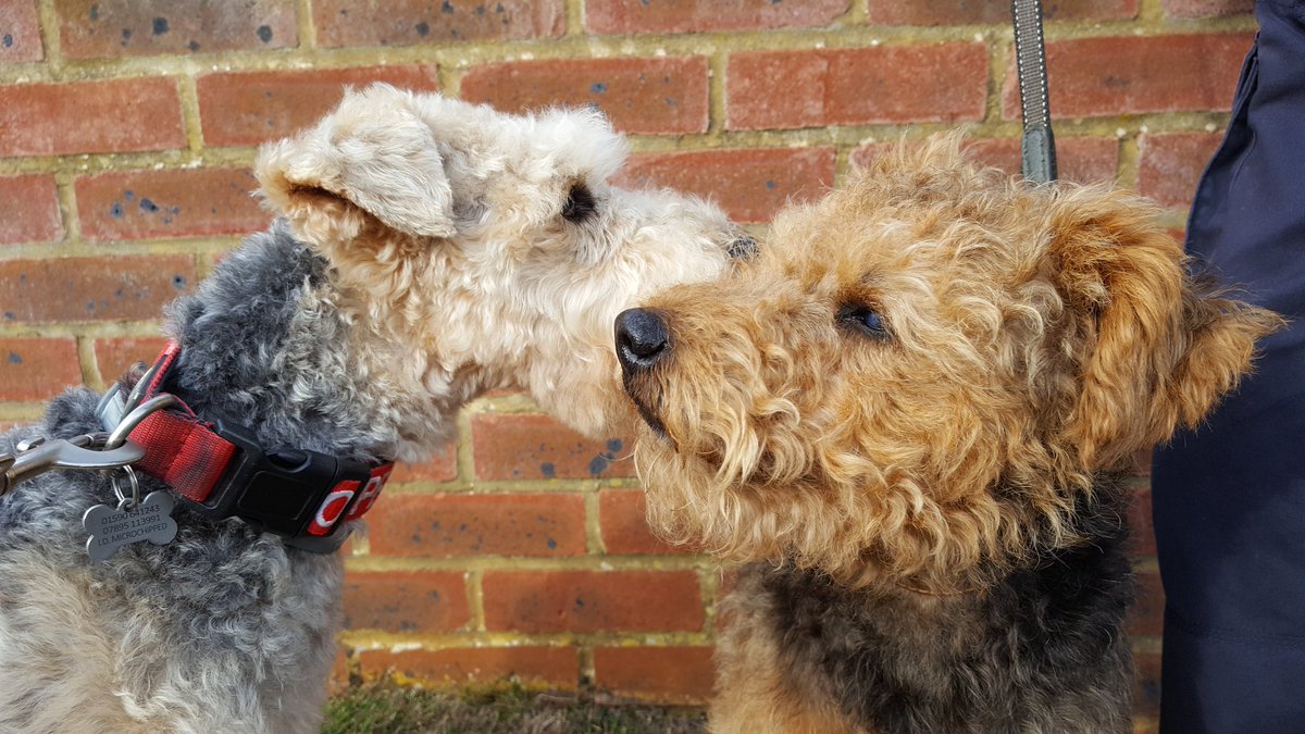 ArchieLakeland's tweet image. Pals! Met another #LakelandTerrier in my road! He's an old boy called Scruff on his holibobs from Leamington. We said hello nicely to each other 😁😊😁
#dogsoftwitter #DogsLife @BestDogPhotos @dogandpuplovers #LakelandTerrier