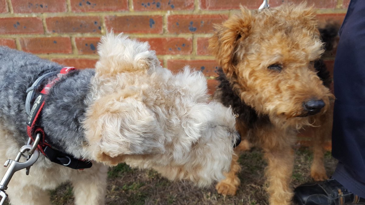 ArchieLakeland's tweet image. Pals! Met another #LakelandTerrier in my road! He's an old boy called Scruff on his holibobs from Leamington. We said hello nicely to each other 😁😊😁
#dogsoftwitter #DogsLife @BestDogPhotos @dogandpuplovers #LakelandTerrier