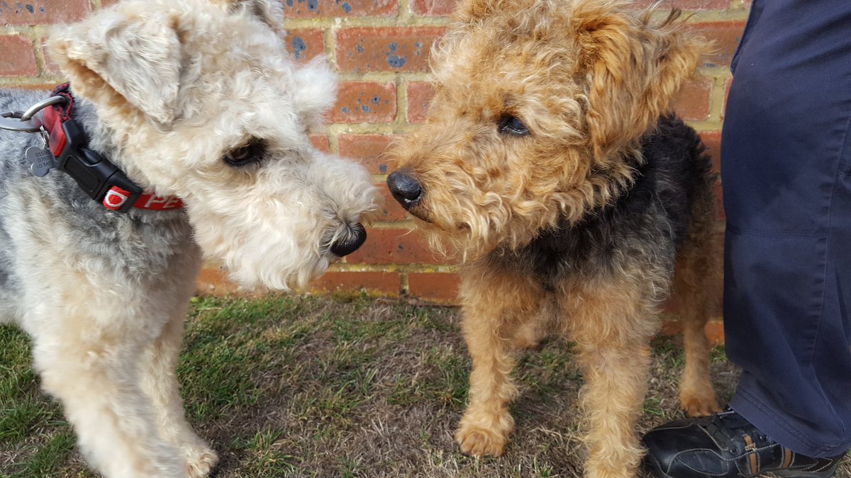 ArchieLakeland's tweet image. Pals! Met another #LakelandTerrier in my road! He's an old boy called Scruff on his holibobs from Leamington. We said hello nicely to each other 😁😊😁
#dogsoftwitter #DogsLife @BestDogPhotos @dogandpuplovers #LakelandTerrier