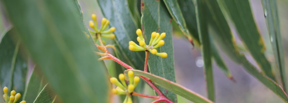 CharlotteSimyo's tweet photo. The buds of Eucalyptus haemastoma 🌱🌿🌲
#botanisingwithabub #eucalyptus #gumtree #myrtaceae #bobbinhead #kuringainationalpark #KuringaiNP #nationalparks #nativeplants #botany #plantecology #plants #natives #bushwalk #ozplants #ozflora #australiannativeplants #ausflora #woodland https://t.co/UHr0pZDXVG