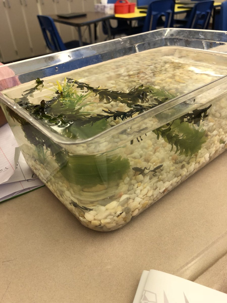 4th graders were introduced to our class frogs today in science!