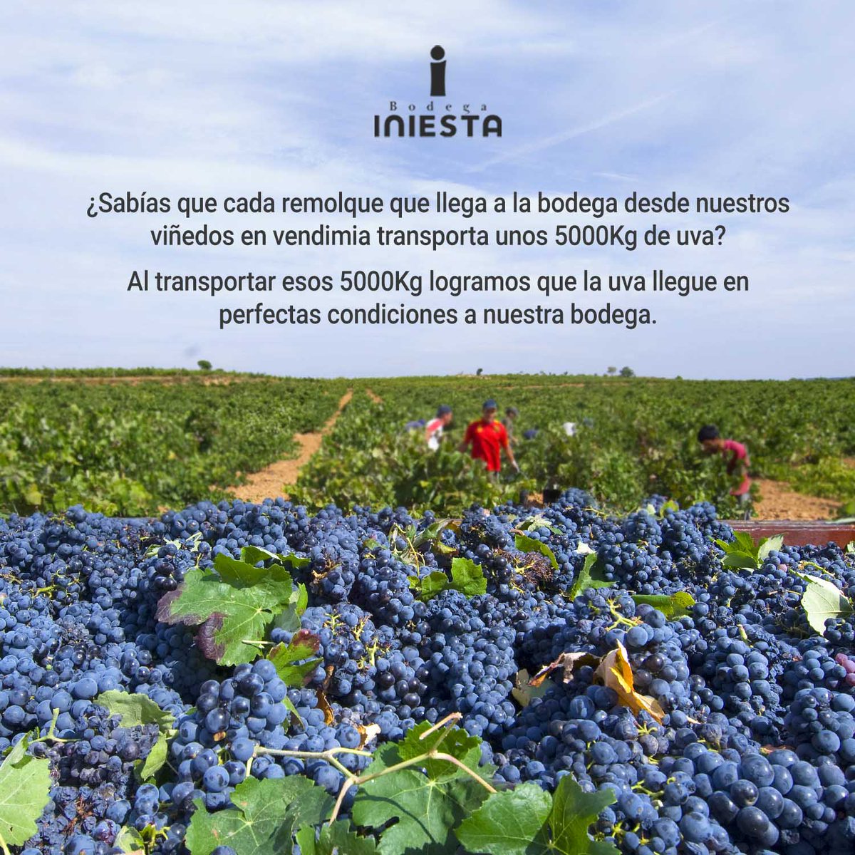 BodegaIniesta's tweet photo. Seguimos en plena #vendimia y os traemos una curiosidad sobre ésta. 🍇😁 https://t.co/RKw6JnCAGA