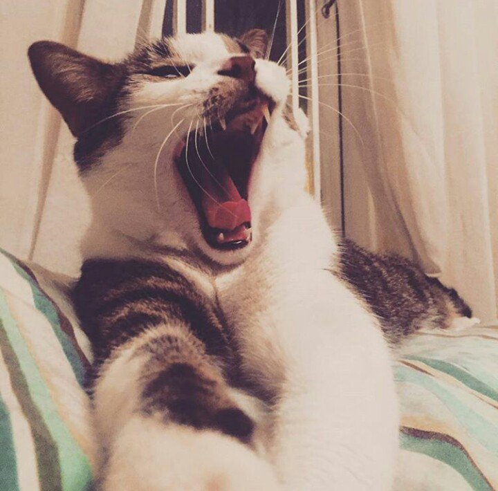 Pet Food Institute tweet media