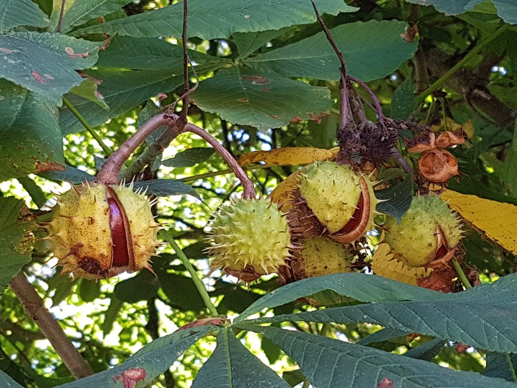 smithers_colin's tweet image. Autumn proper #cheesecutter