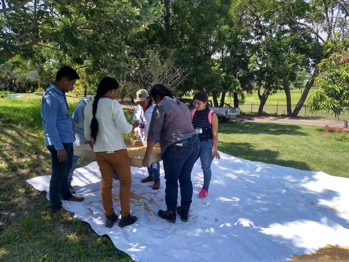 poscosechaidp's tweet photo. Capacitación Poscosecha a técnicos del estado de Guerrero al estación de CIMMYT en Tlaltizapán, Morelos @ACCIMMYT @Iaf_Oscar @vlopezsaavedra #HubPCTO #ImplementaPoscosecha https://t.co/jxOOD9jB61