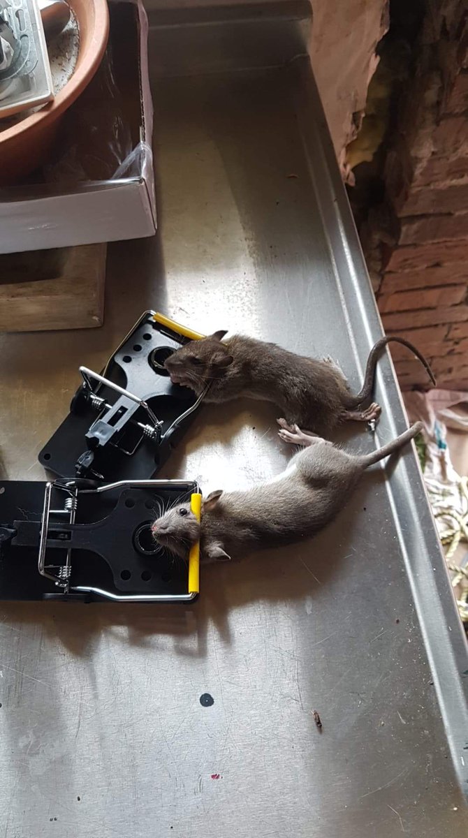Nanda17091985's tweet photo. Euhmmm dat zijn geen #muizen of wel? #rattenplaag ??? https://t.co/wcMqDjwvB7