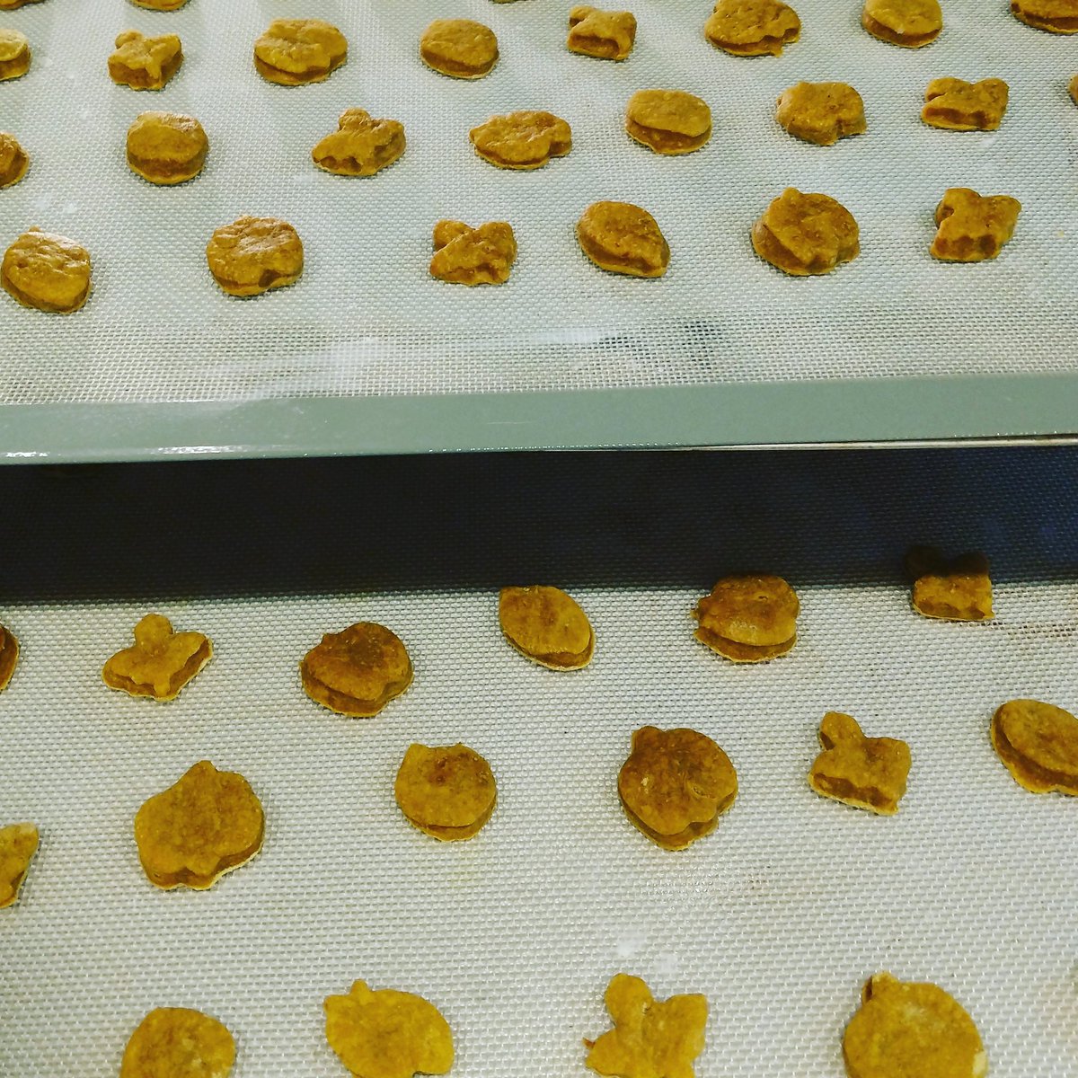 Fins Animal Training (FinsPetTrainers) Twitter