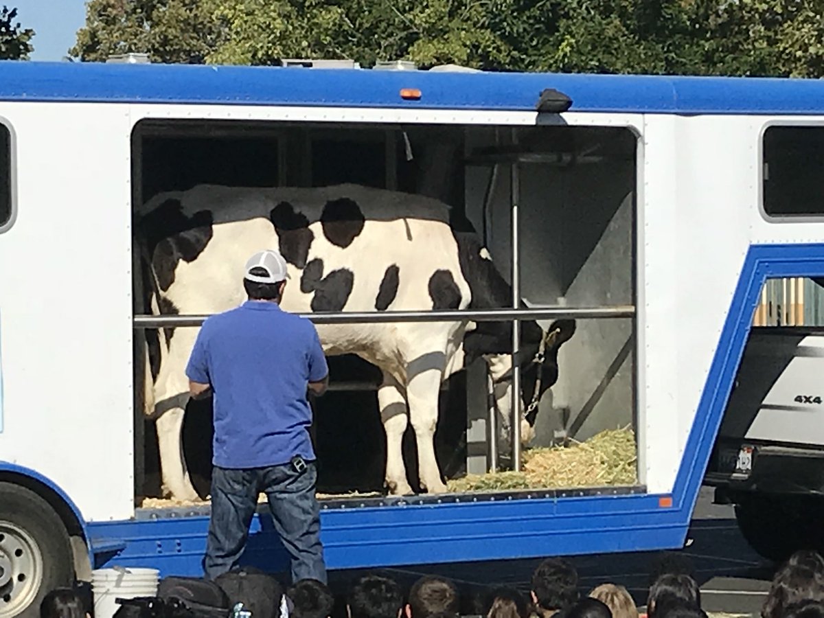 Castlemont Dragons (@castlemontcusd) on Twitter photo Dairy Council Assembly! Students were so excited to see a live cow on campus! <a href="/castlemontcusd/">Castlemont Dragons</a> #cusdrockstar Dairy Council Assembly! Students were so excited to see a live cow on campus! <a href="/castlemontcusd/">Castlemont Dragons</a> #cusdrockstar