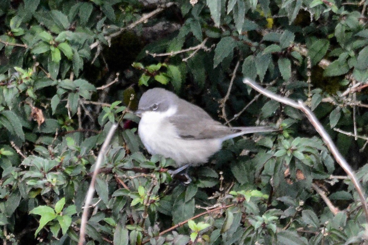 A #LesserWhitethroat this morning at Corrymore- near the west end of #AchillIsland - this is a scarce migrant  in Ireland and my first encounter with the species on Achill