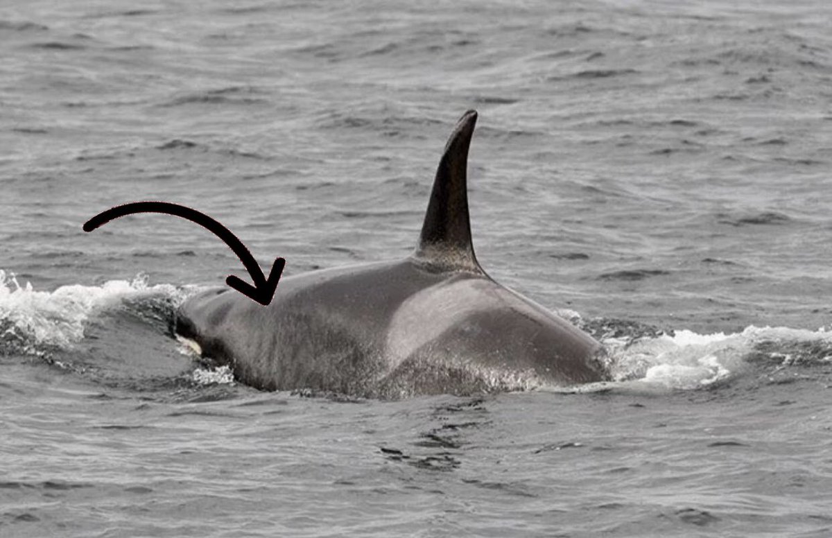 Little_Gypsy_'s tweet photo. HEY @NOAA "But these whales seem to be finding enough food" REALLY  ? What do you think of this last picture of K36 ? The world is watching you. Will you decide to do something once and for all for these orcas ? 
#wearetheorca https://t.co/vWgLFm0WlV