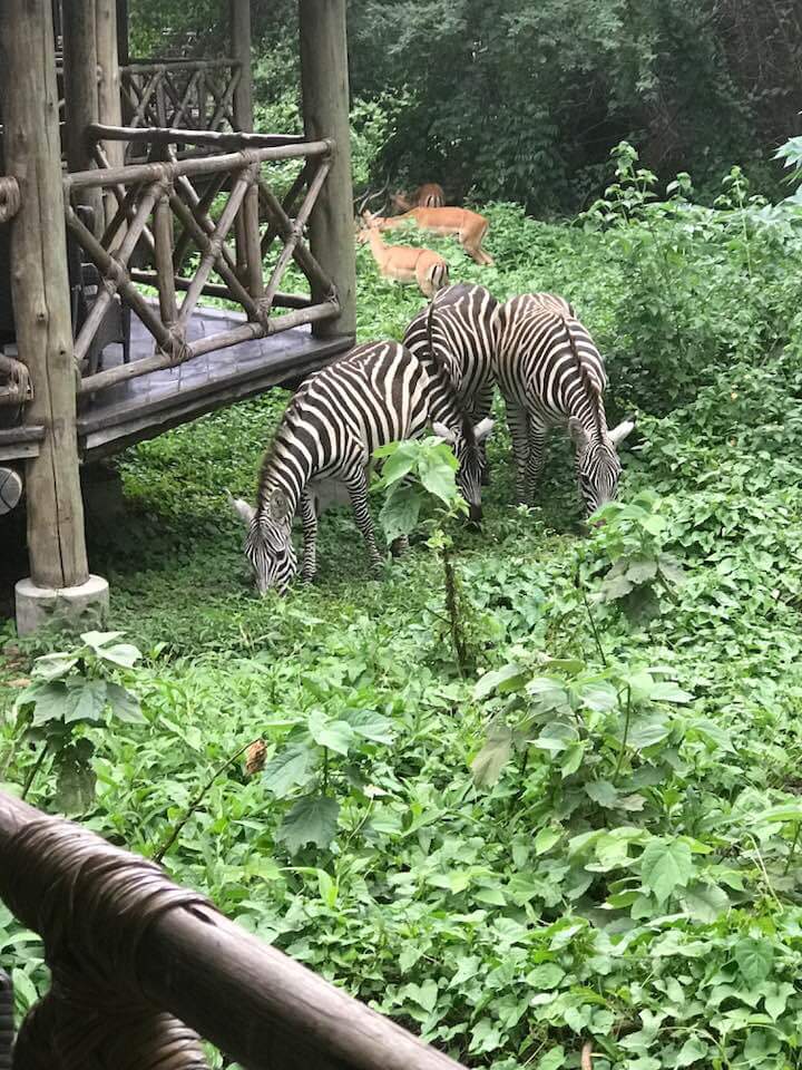 job_p's tweet photo. Visit Kisumu Impala Sanctuary and stay at Kisumu Impala Eco Lodge inside the Sanctuary. The animals will come to your room😂
@kwskenya @pauludoto @JamboChesterHot @anyalrobinson @anto_ochie @muriithicarols https://t.co/VEaLcwQN00