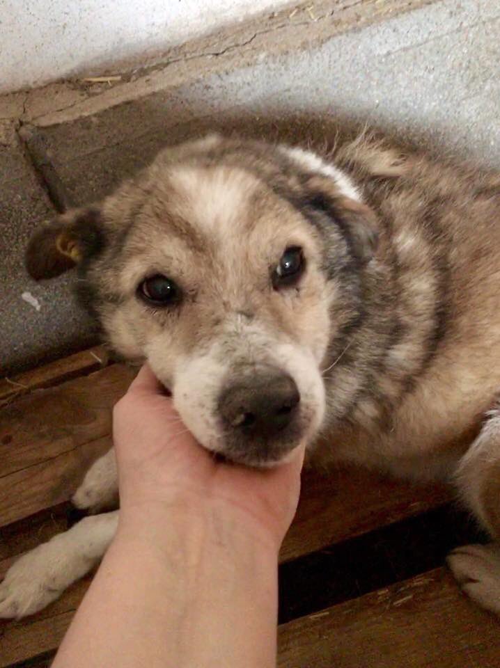 This beautiful tripaw dog is aged around 10-12 years, and would love a warm loving forever home in time for winter... if you are interested in adopting him get in touch for more info! Please share! #adoptdontshop #rescuedogs #adoption