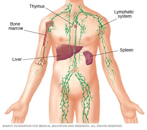 MayoCancerCare's tweet photo. #Lymphoma is a cancer of the lymphatic system, part of the body's germ-fighting network. Subtypes include #HodgkinsLymphoma and #NonHodgkinsLymphoma, both of which can develop in children. https://t.co/Ss5XZUecec #ChildhoodCancerAwarenessMonth https://t.co/8odqWiTagG