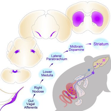 EricTopol's tweet image. The gut-brain axis has been theorized since the 1850s, but today we're now getting into the nitty-gritty of its circuitry:
science.sciencemag.org/content/361/64…
science.sciencemag.org/content/361/64…
@sciencemagazine secure.jbs.elsevierhealth.com/action/getShar… @CellCellPress