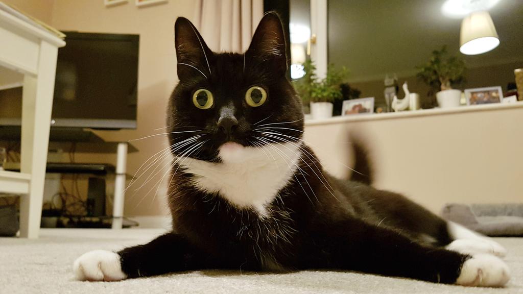 CuriousZelda's tweet image. Thank you for choosing Startled  Airways. Your furcraft is ready for pawding.