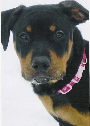 callmejaywill's tweet photo. @SayVay2 @loveandhiphop @VH1 Shut up you ugly boxed face pitbull rottweiler lookin bitch https://t.co/6BVpZfv2xw
