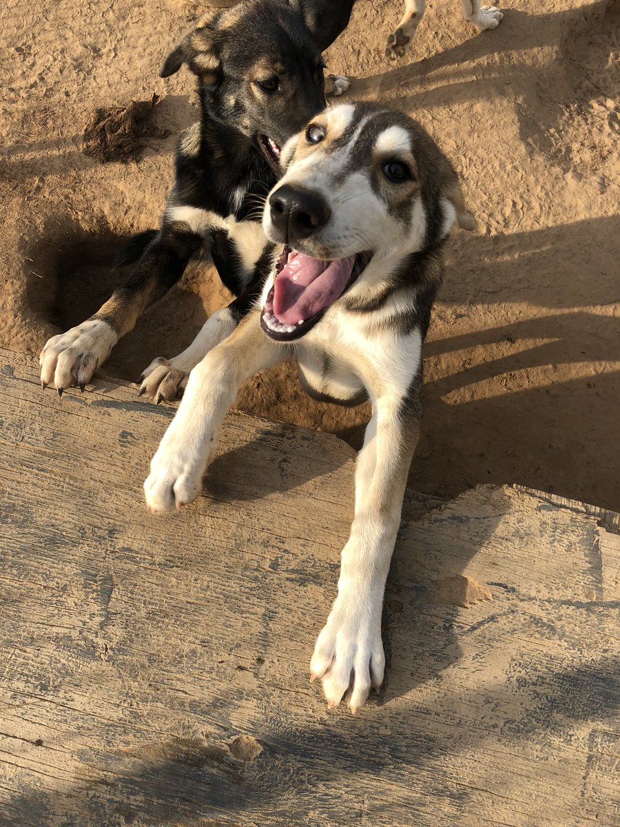 We interrupt this broadcast because the very soft dogs are demanding that I feed them dinner IMMEDIATELY. The softness pageant will continue when I return. In the meantime, please pet the dog, cat, or friendly human that happens to be nearest to you.