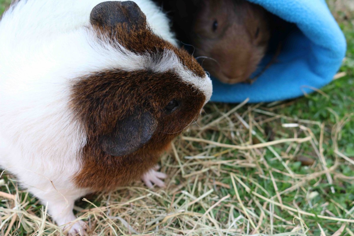 Want to know the history of the guinea pig? Well you can read all about it on my latest article. Find out how long they have actually been around for. whathaytofeedyourguineapigs.com/guinea-pig-his…