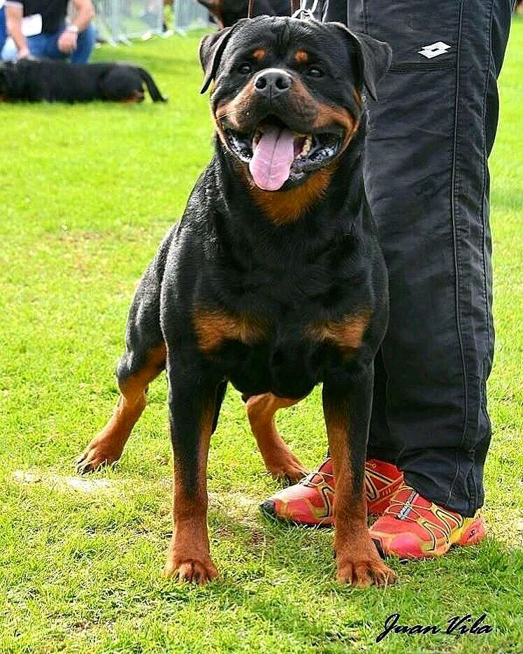 adrk rottweilers