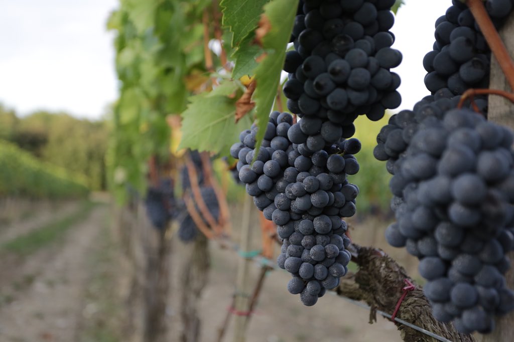 Such a perfect day wine tasting in Tuscany... instagram.com/p/Bn95h0CgRXS/