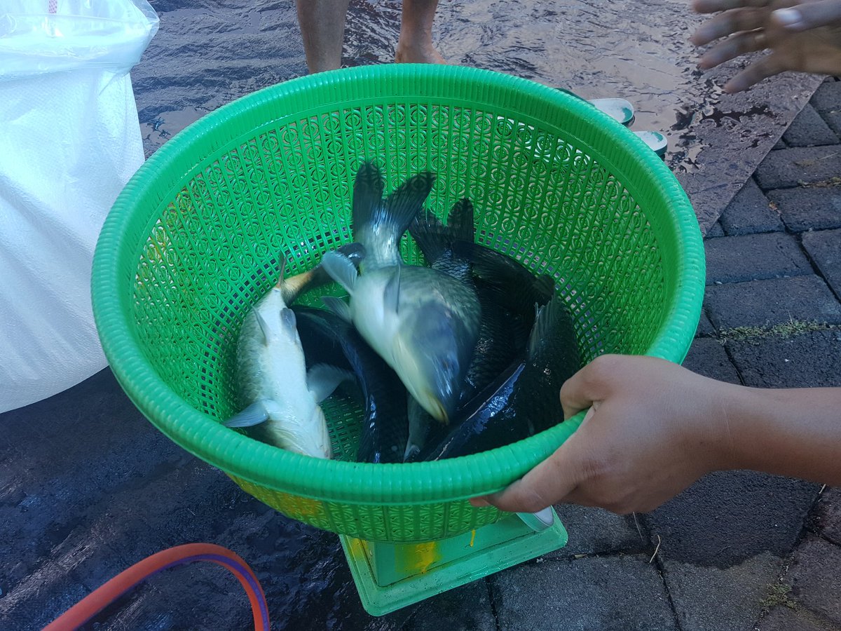 DJPB_TATELU's tweet photo. Pagi ini tim penjualan  packing induk ikan Mas sebanyak 100 kg untuk Dinas Perikanan  Provinsi Sulut dan akan di serahkan ke Dinas Perikanan Kotamobagu.@kkpgoid @BudidayaKKP @s_soebjakto @Fernando_bbl https://t.co/qn550GAwLs