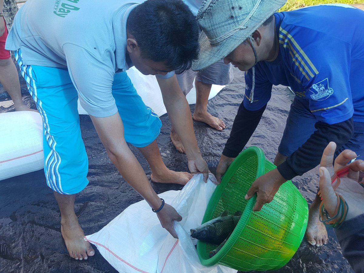 DJPB_TATELU's tweet photo. Pagi ini tim penjualan  packing induk ikan Mas sebanyak 100 kg untuk Dinas Perikanan  Provinsi Sulut dan akan di serahkan ke Dinas Perikanan Kotamobagu.@kkpgoid @BudidayaKKP @s_soebjakto @Fernando_bbl https://t.co/qn550GAwLs
