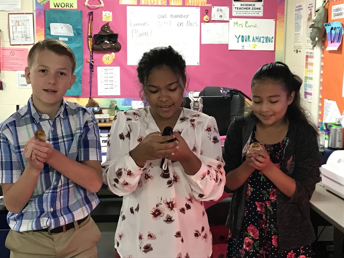 ScncTeacher2015's tweet photo. Students learning about the human body by incubating eggs!!  6th Grade life science is awesome!!  @GlenviewEMSD https://t.co/jIy2TNMiPU