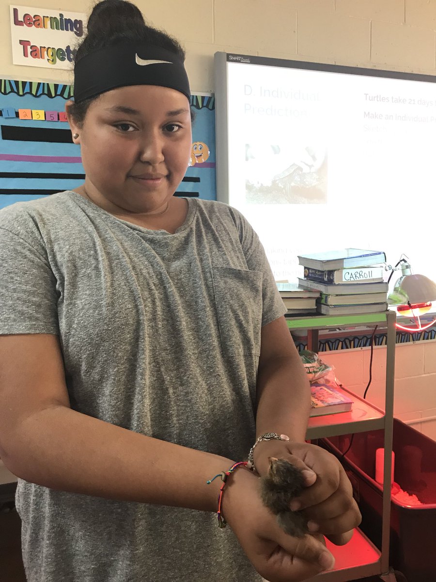 ScncTeacher2015's tweet photo. Students learning about the human body by incubating eggs!!  6th Grade life science is awesome!!  @GlenviewEMSD https://t.co/jIy2TNMiPU
