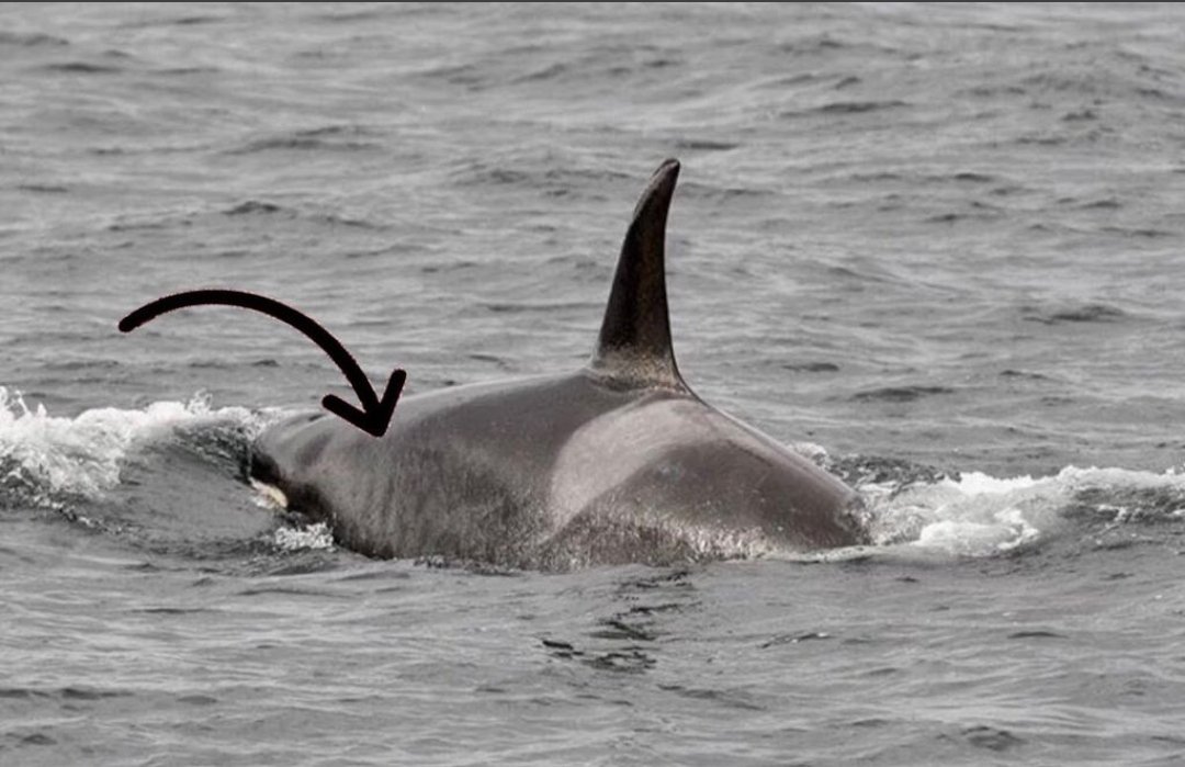 thea_strm's tweet photo. HEY @NOAA "But these whales seem to be finding enough food" REALLY  ? What do you think of this last picture of K36 ? The world is watching you. Will you decide to do something once and for all for these orcas ? 
#WEARETHEORCA https://t.co/zyW37pNwqa