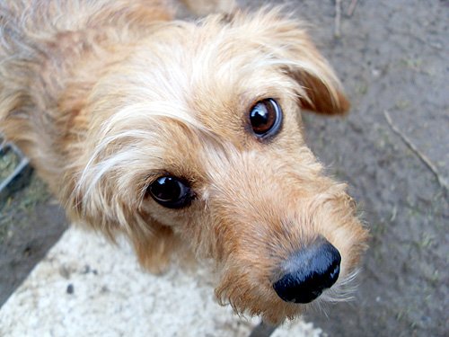 The Non-Toxic Remedy That Kills Fleas Fast! --> buff.ly/2xDcLrd
#dogs #cats #fleas