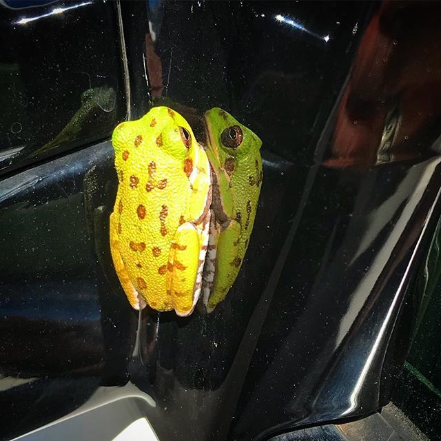 ChrisDunnCFI's tweet photo. Just got to work and found this little guy hanging on to the side view mirror...for dear life! #frog #frogs #hitchhiker #passenger #surprise #flyeater https://t.co/GLZrcU1xmf https://t.co/2CaJqX9S0Y