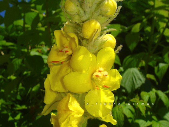 lo sono sempre stata come sono 
anche quando non ero come sono 
e non saprà nessuno come sono 
perché non sono solo come sono.

Patrizia Valduga

#poesia #fotografia