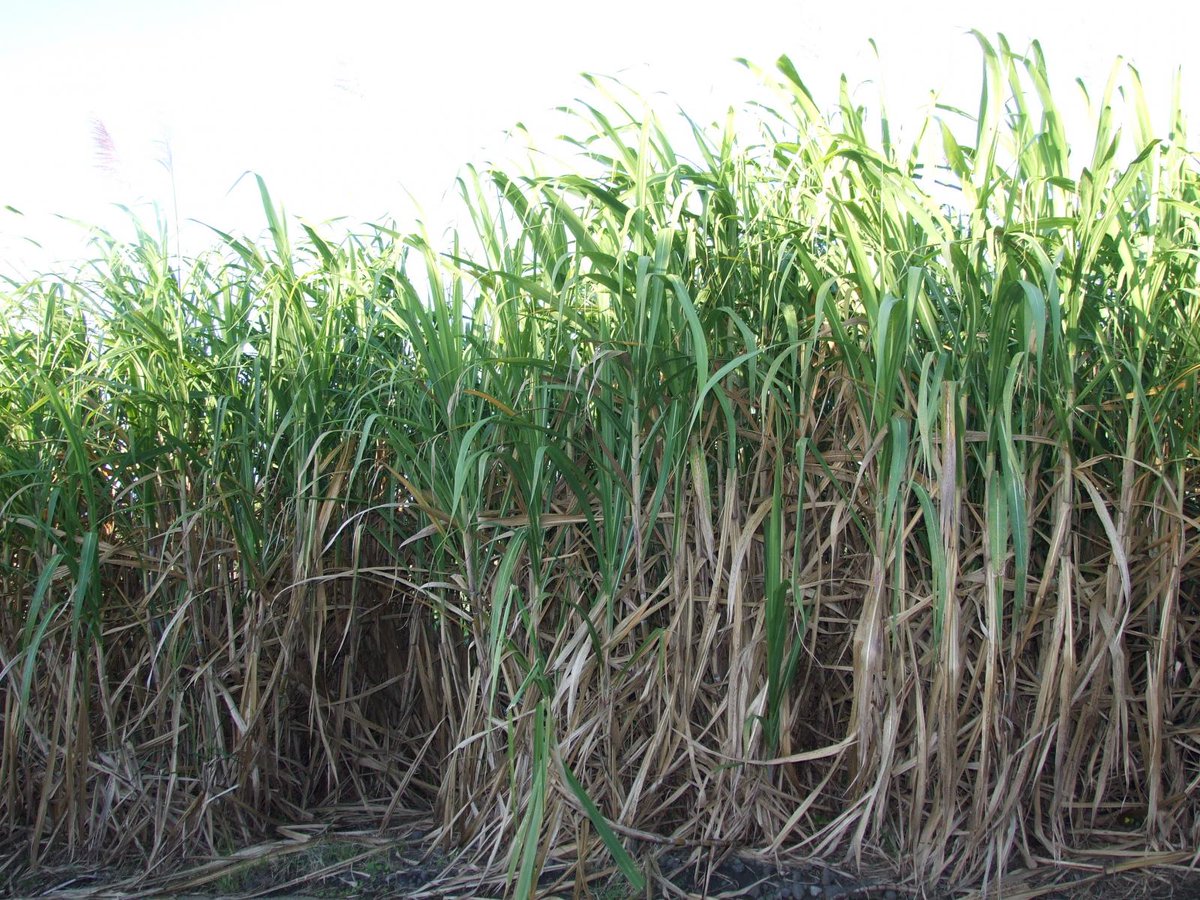 NotBotHA's tweet image. Read our #research paper 📄"Field Screening of #Sugarcane (Saccharum spp.) #Mutant and #Commercial #Genotypes for #Salt #Tolerance" 👉not-bot-horti-agrobo.blogspot.com/2018/07/field-…