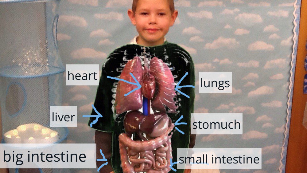 DoInkTweets's tweet photo. RT @BorrasPark: Year 4 had great fun today using the green screen app @DoInkTweets and @Seesaw to show what organs are inside their bodies. Thanks for the idea @ICT_MrP 👍😀 #ict #science #appsmashing https://t.co/AUdcy1CDKN #doink #greenscreen