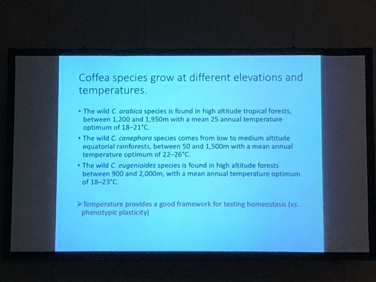 WCoffeeResearch's tweet image. Fascinating! A possible explanation for why arabica survived in Ethiopia when its two parent species did not - it is more “homeostatic” at different temperatures than either parent. Presented by former WCR breeder Benoit Bertrand.  #ASICPortland