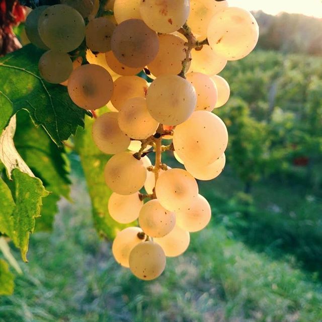 Jewels from the vineyards...
#Harvest2018
#Rosazzo