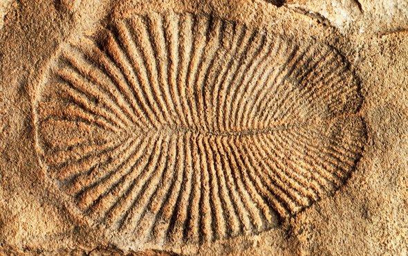 Say hello to Dickinsonia, the animal kingdom’s newest (and oldest) member bit.ly/2Noobtz
