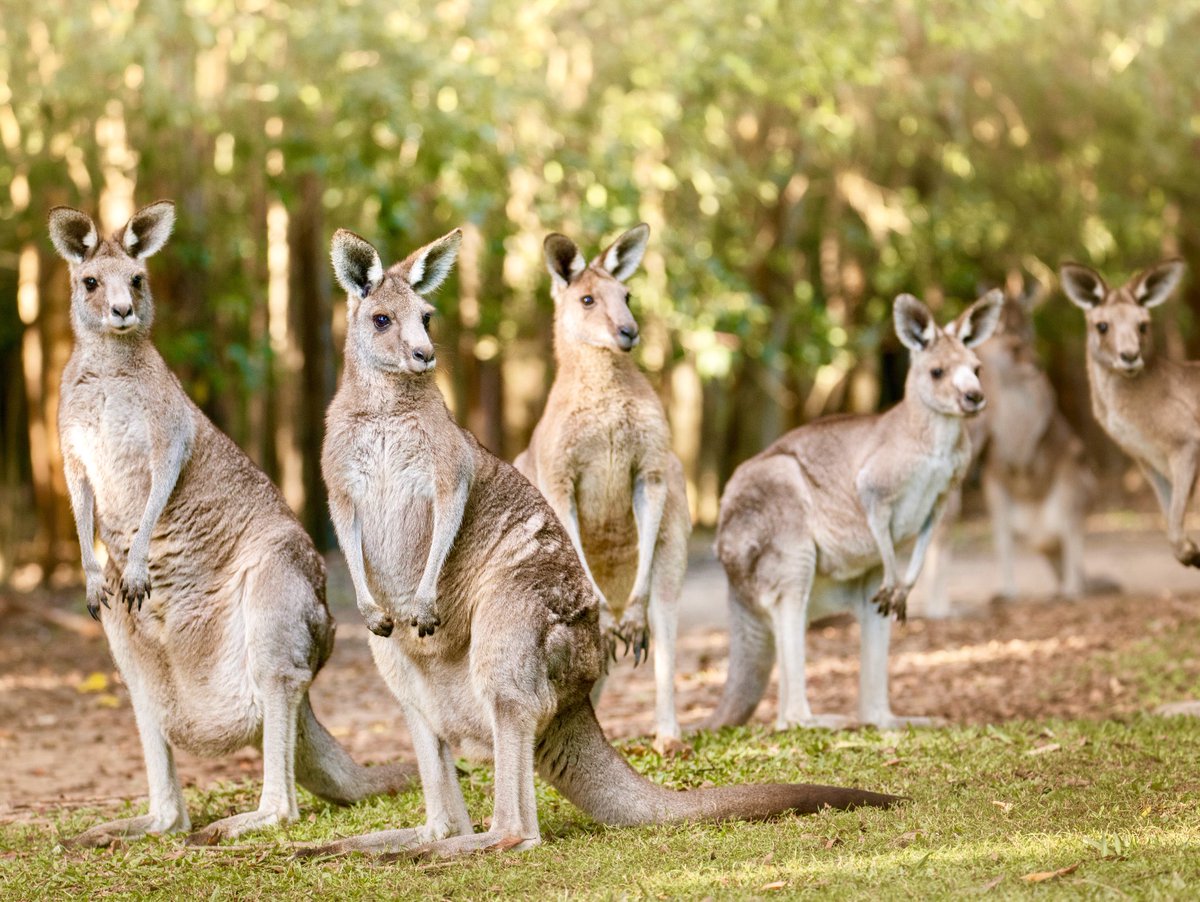 Australia Zoo On Twitter Have A Go At This You Can Hand Feed Our Gorgeous Red Kangaroos And Grey Kangaroos As They Roam Their Open Range Haven They Are So Beautiful Https T Co M765jqmlzc