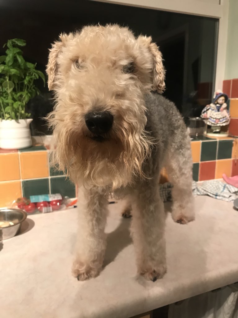 lakey_lola's tweet image. Well there was no need for that mum....bath, brush, comb and teeth brushed! #notimpressed #nothappy #LakelandTerrier #lakielife #DogsOfTwitter #dogslife @dogandpuplovers @BestDogPhotos @DogsAreLove2