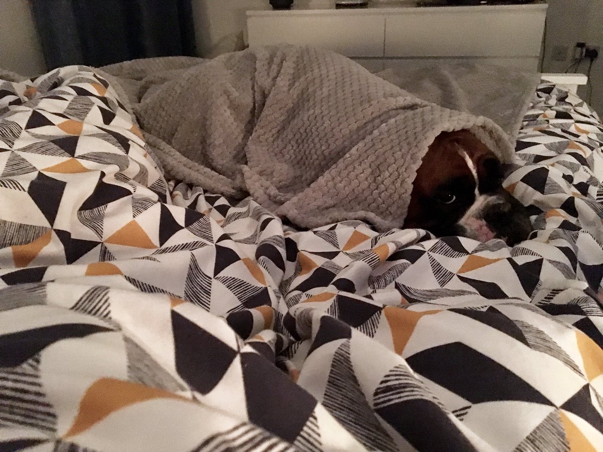 BoxerDogs tweet media