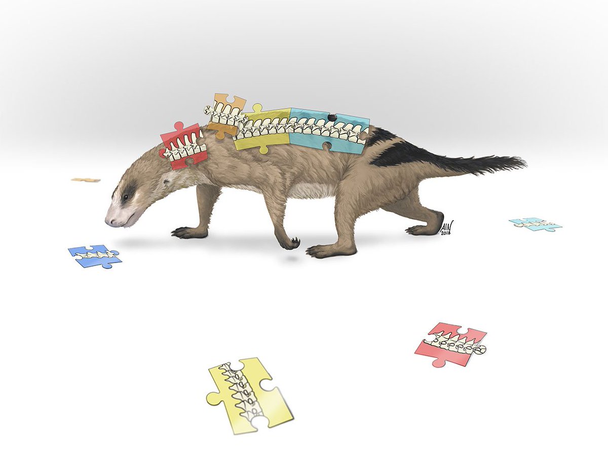 MCZpaleo's tweet photo. Huge congratulations to #PierceLab members Katrina Jones and Stephanie Pierce, along with amazing colleagues, for uncovering how the mammalian backbone evolved – one region at a time! Artwork: April Neander https://t.co/4CvKeb1w6a https://t.co/E8j79doFd0