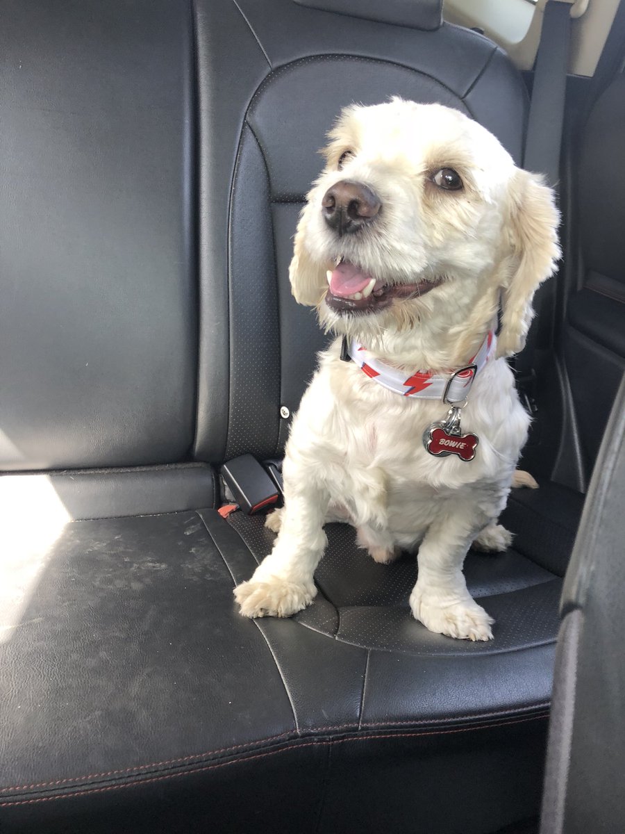 kim__newman's tweet photo. the face of a dog has no idea how fucking spoiled he is https://t.co/lGc0DwRG8e