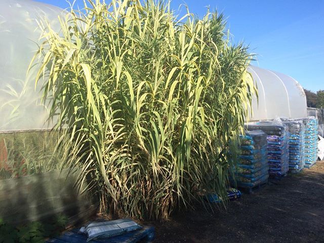 Exoticgardenco's tweet photo. Escapee from our jungle, #GiantReed, #Arundo donax Variegata large evergreen bamboo like grass. #Aldeburgh, #Southwold, #NorwichNow, #Woodbridge, #Orford, #Ipswich, #Colchester, #Cambridge, #I.heart.london, #this_is_suffolk, #mysouthend, #allaboutsuffolk… https://t.co/zUyPQ5NDkA https://t.co/2MDMJhMVeh