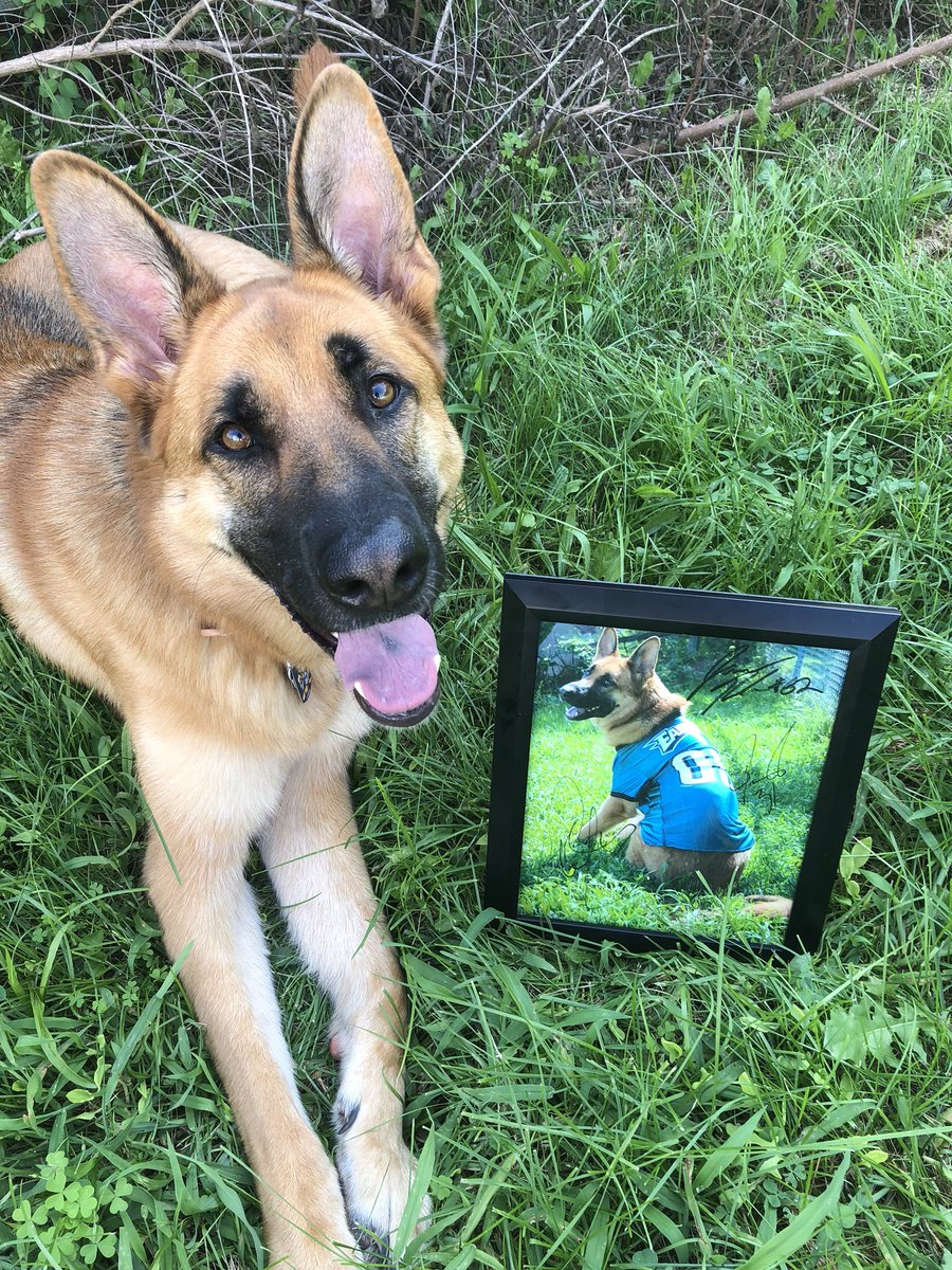 Hello Twitter Community and <a href="/Eagles/">Philadelphia Eagles</a> !! I am trying to get my rescue dog Rika to become the official #underdog of the Philadelphia Eagles 🦅 All I’m asking is for you to retweet and show some love to prove to the Eagles she’s got what it takes to be their underdog💚🖤 #6abcaction