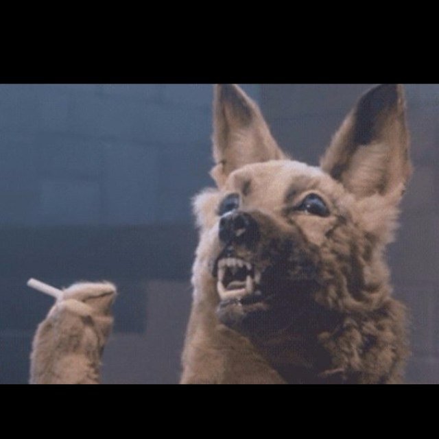 Barking News (@50pets) on Twitter photo 