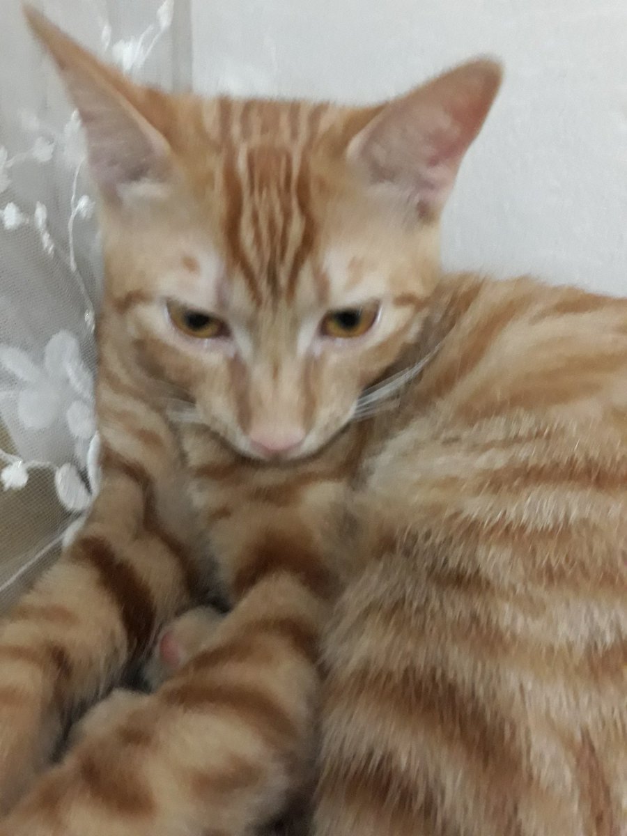 FatmaOnsun1's tweet photo. Evde bir kedim var bu güzel kızı da sokakta yaralı buldum tedavisi bitti 5 aylık cocugundan ayirmadan sevecek ömürlük aile olurmusunuz ? #Kocaeli #gebzede #acilyuva #Kedi #barınak #Kedi https://t.co/igYeZ4MD1O