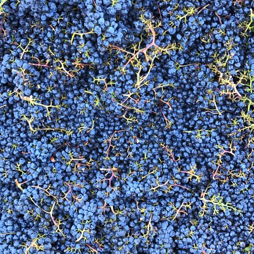 Today we harvested Malbec from our Three Palms Vineyard and it is looking exceptionally delicious! #napaharvest