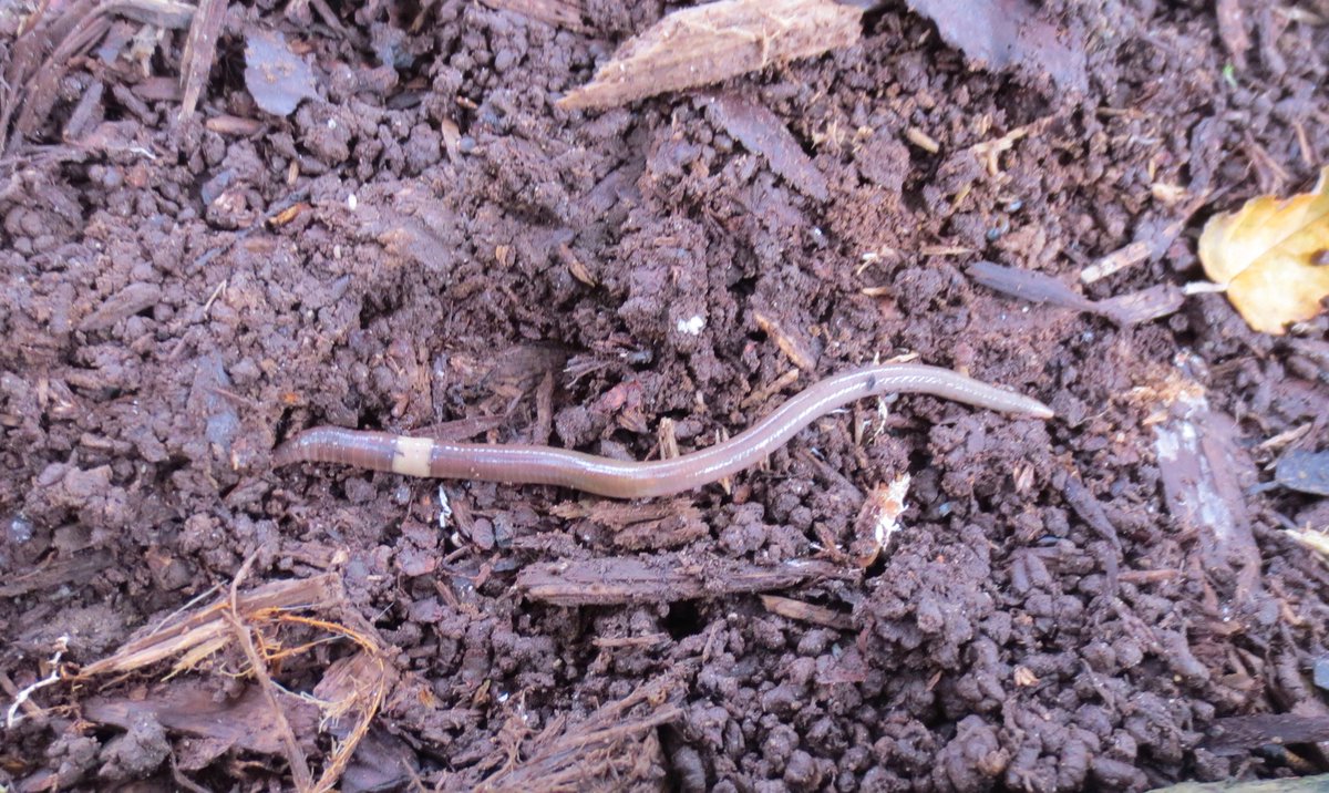 AGKindergarten's tweet photo. Uncovering nature's treasures. We spy with our little eyes something brown and something pinkish brownish. @WPSSicomac https://t.co/aX4bikNnpi
