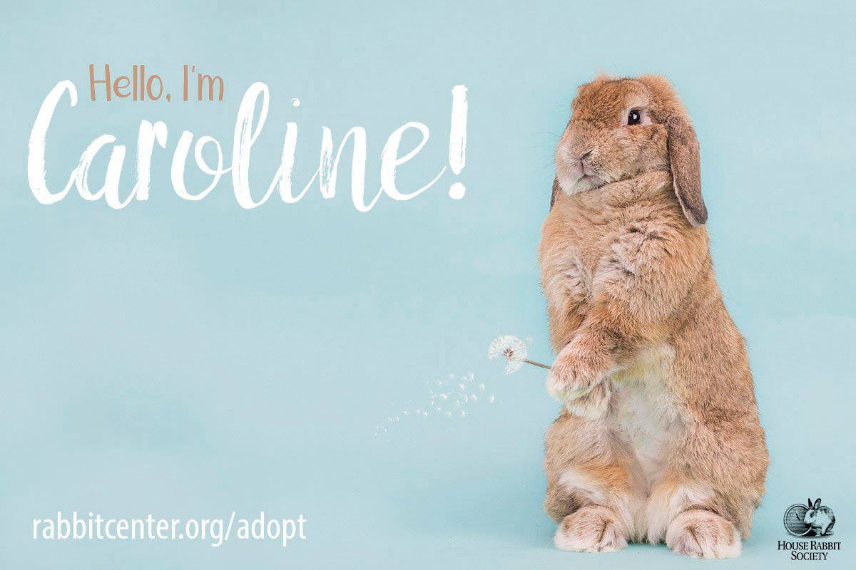 House Rabbit Society (Houserabbit) Twitter